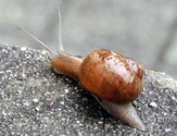 090717escargot.jpg